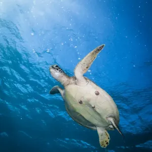 Green Sea Turtle