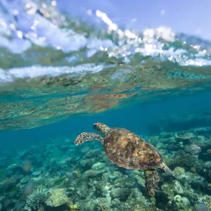 A green sea turtle