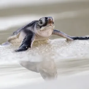 Green Sea Turtle Baby