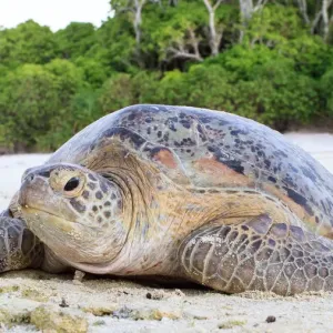 Green sea turtle on beach