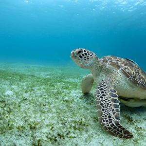 Green sea turtle in Philippines