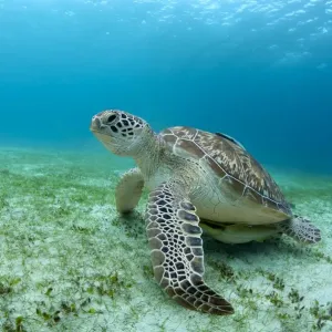 Green sea turtle on Philippine sea grass print