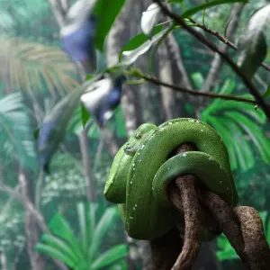 Green Snake Green Snake