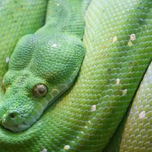 Australian Green Snake Close-up Print