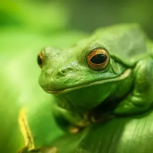 Green Tree Frog Green Tree Frog