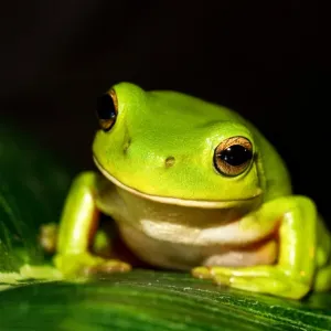 Grüner Frosch Grüner Frosch