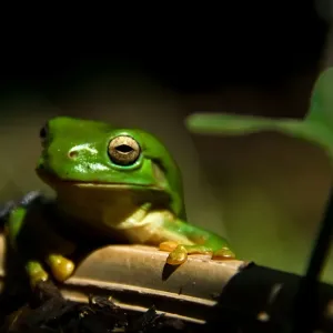 Grüner Baum mit Frosch Grüner Baum mit Frosch