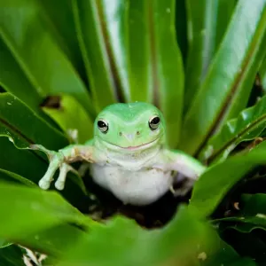 Grüner Frosch Grüner Frosch