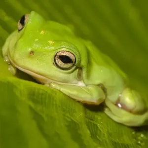 Green Tree frog Green Tree frog