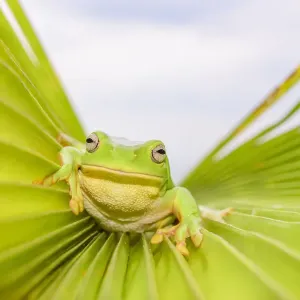 Grüner Frosch (Litoria caerulea) Grüner Frosch (Litoria caerulea)