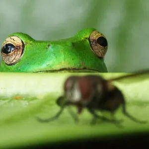 Grüner Frosch wartet auf sein Mittagessen Grüner Frosch wartet auf sein Mittagessen