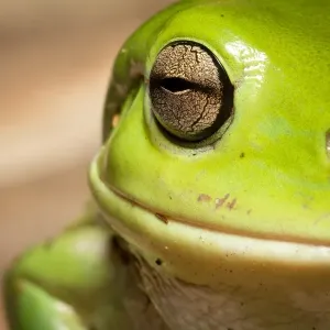 Grüner Frosch am Fenster Grüner Frosch am Fenster