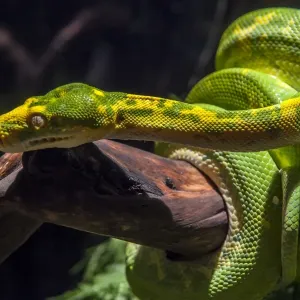Green Tree Python Print - New Guinea and Australian Species
