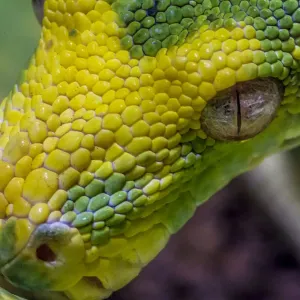 Green Tree Python Print - Morelia viridis Species Portrait