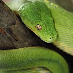 Green Tree Python Green Tree Python