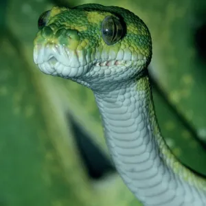 Green tree python Green tree python