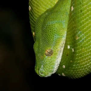 Green Tree Python