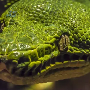 Green tree python Green tree python