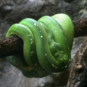 Green Tree Python Green Tree Python