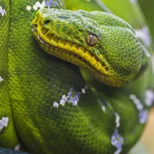Green Tree Python Print - Close-Up Image