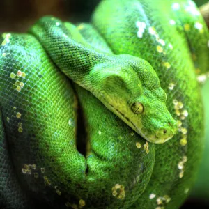 A Green Tree Python in Cairns, Far North Queensland, Australia