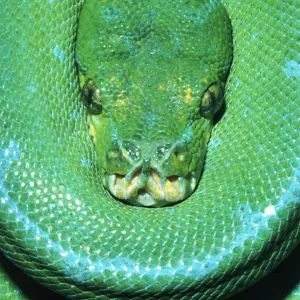 Green Tree Python Print