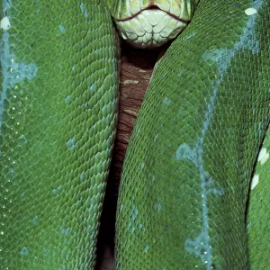 Green Tree Python (Morelia Viridis)