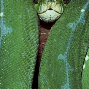 Green Tree Python Print - A New Guinea Species