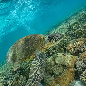 Green turtle, Great Barrier Reef Marine Park