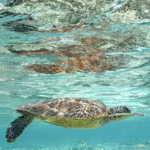 Green Turtle Swimming in Clear Blue Water Green Turtle Swimming in Clear Blue Water