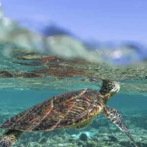 Green Turtle Swimming in Clear Blue Water