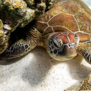 Green Turtle Swimming Over Coral