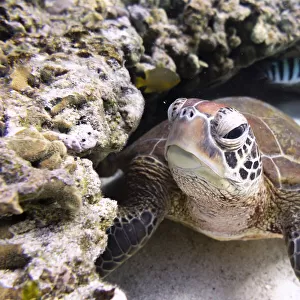 Green Turtle Swimming Over Coral