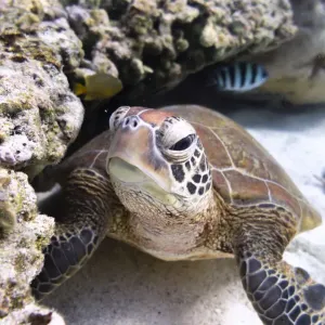 Green Turtle Swimming Over Coral