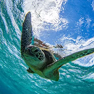 Green turtle swimming in a ocean