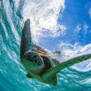 Tortuga verde nadando en un océano.