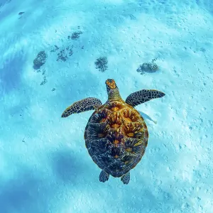 Green turtle in turquoise lagoon