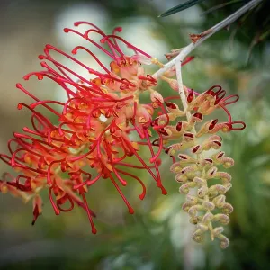 Grevillea flower Grevillea flower