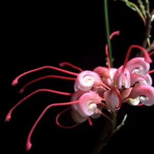 Grevillea rosmarinifolia