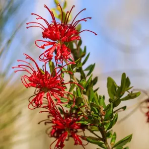 Grevillea speciosa