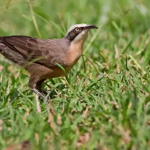 Grey crowned babbler