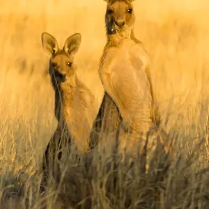 Grey Kangaroos Grey Kangaroos