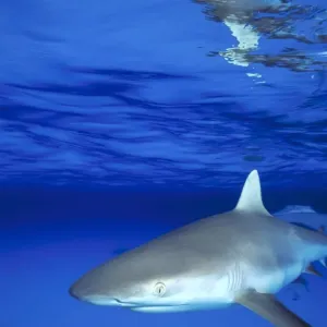 grey reef shark grey reef shark