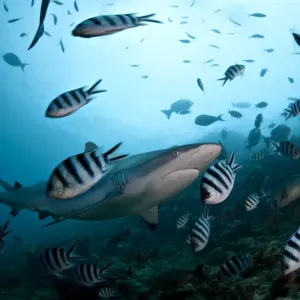 Grey Reef Shark with Damsel Fish Grey Reef Shark with Damsel Fish