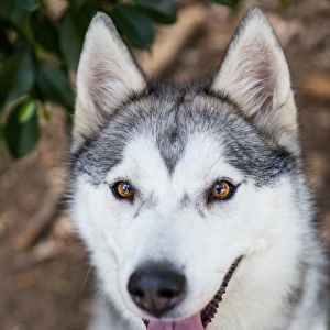 Grey and white Siberian Husky dog looks up