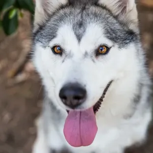 Grey and White Siberian Husky Print