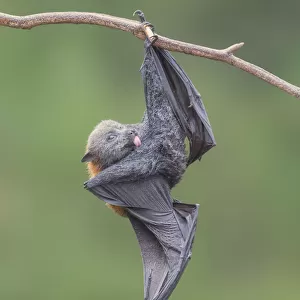 Grooming fruit bat in Melbourne, Australia