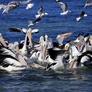 Group of adult Australian Pelicans hunting