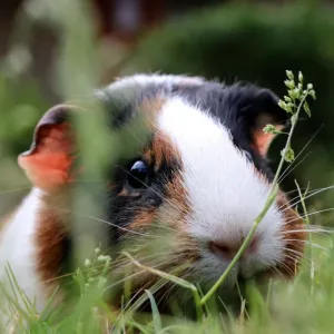 Guinea pig hiding amongst the grass