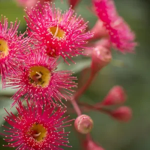 Vibrant Pink Gum Blossoms Print Vibrant Pink Gum Blossoms Print